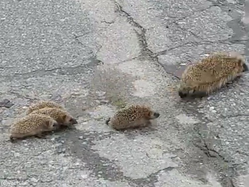 �ϥ�ͥ��ߤΥޥޤ��֤���󤿤�01