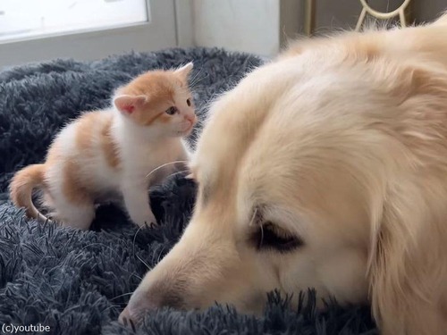 子猫と大型犬