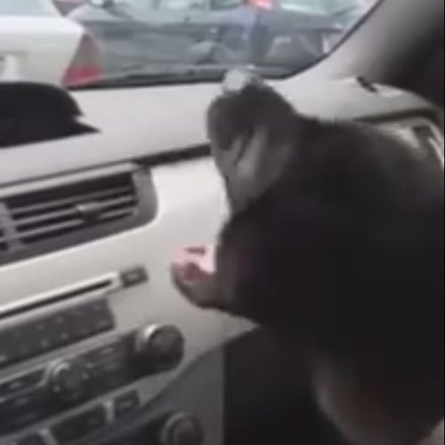 車のエアコンと犬03