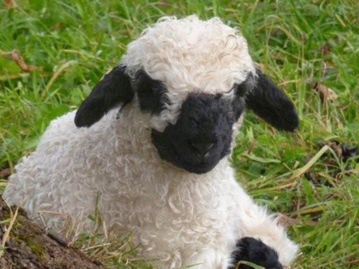 世界一キュートだと言われる羊 Valais Blacknose はホントにかわいかった 写真いろいろ らばq