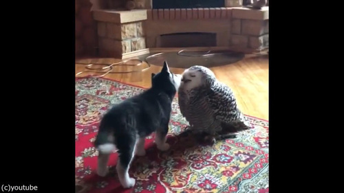 子犬とフクロウの愛情02