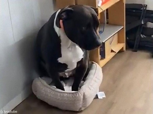 ���������ʥ٥åɤǲ���������ͳ03