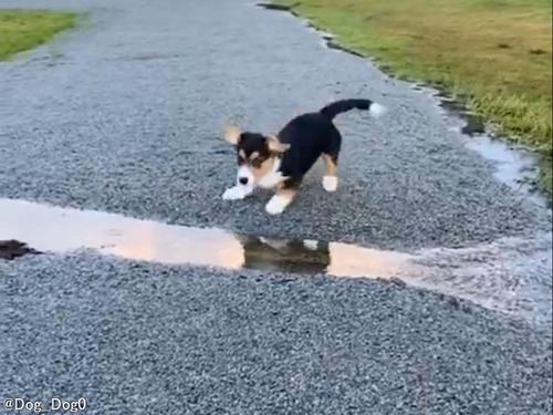 子犬が勇気を出して初めてのチャレンジ…大ジャンプ（？）に成功する