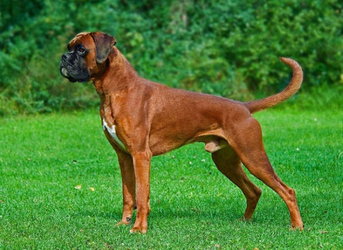 犬種は100年でこう変わった18