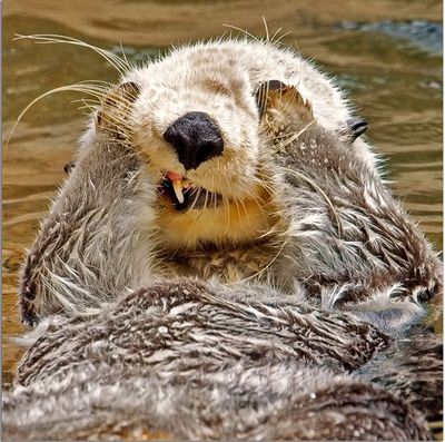 ラッコの秘密01