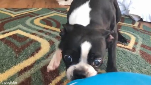 ��ư�ܡ����ꤲ�ޥ��󤬳ڤ����ƻ������ʤ����02