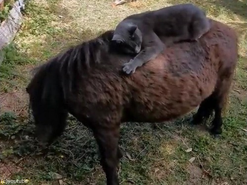 ǭ���ߥ˥��奢�ۡ������ꤳ�ʤ�03