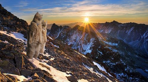 猫が鳥を見るポーズ09