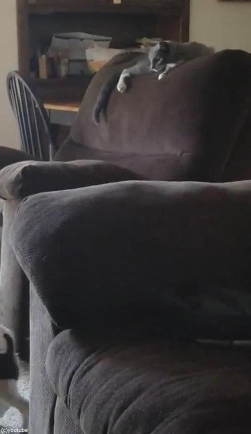 隣のソファーに飛び移ろうとする犬06