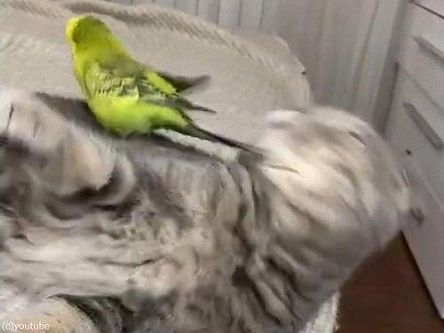 猫の頭の上でフリフリするインコ04