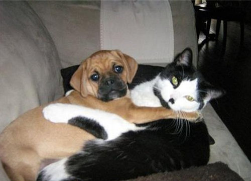 押し倒される猫03