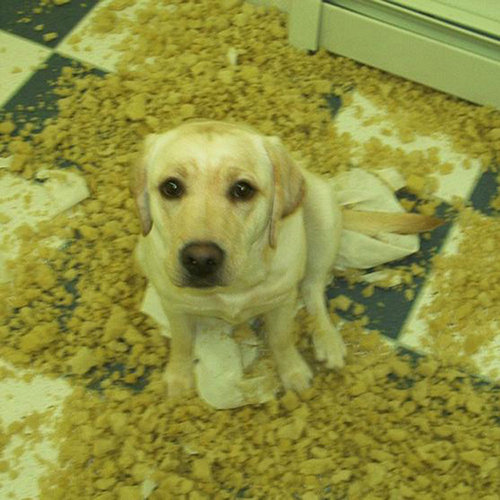 ペットがあなたの留守中にすること19