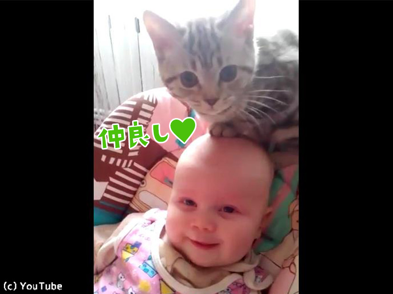 猫が赤ちゃんの頭上で何をするかと思えば これはかわいい 動画 らばq