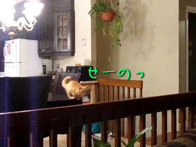 子猫の失敗