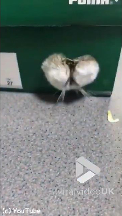 �ϥॹ�����δ�äƤ���ʤˤ��餫�����04