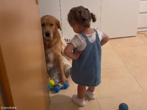 幼女に叱られて反省する犬