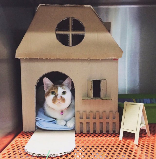 猫のために獣医さんが手作りダンボールハウスを作った キュートな写真いろいろ らばq