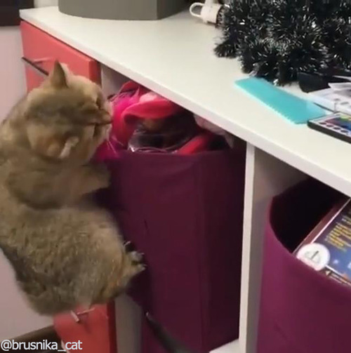 いたずら猫01