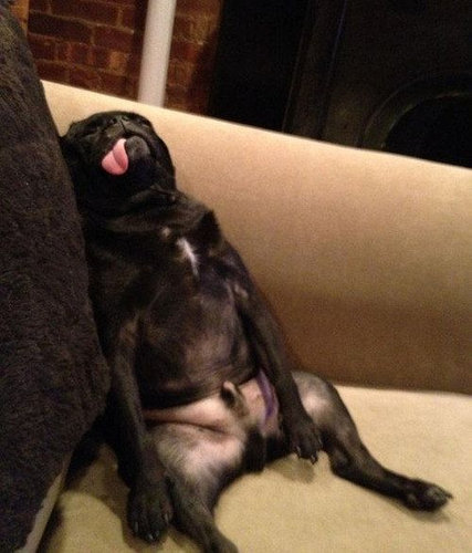 さんざん遊んだ後の犬たち09