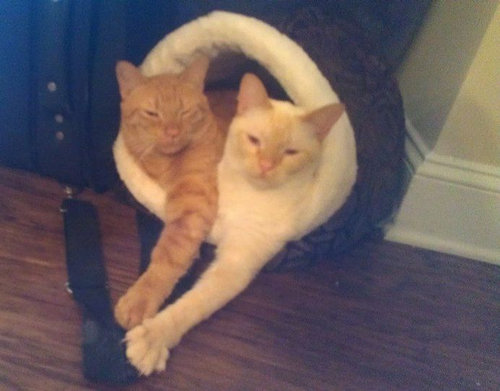 手をつないで寝る子猫たち05