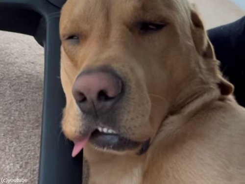 だらしない顔で眠る犬が目覚めると…りりしい顔に！（動画）