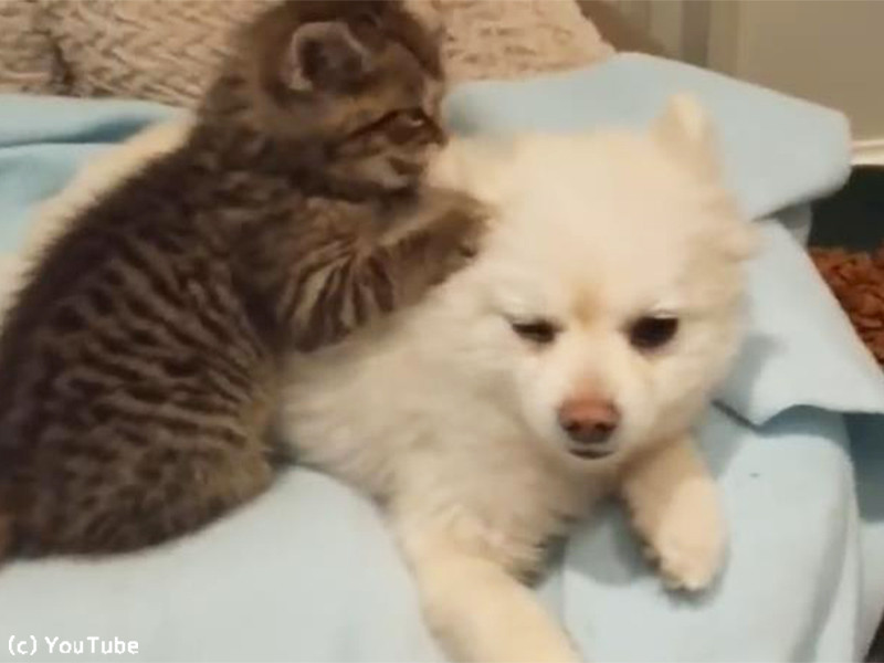 無邪気な子猫の遊びに 仕方なく 付き合うポメラニアン 動画 らばq