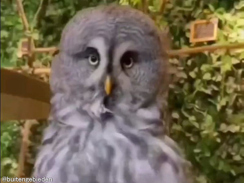 フクロウが下から風に吹かれると…マリリン・モンローに見える