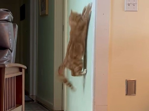 何が起こるかを知る賢い猫…照明のスイッチを入れる（動画）