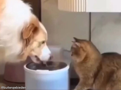 まだ遠慮がちな保護猫に…犬が優しく水の飲み方を教えてあげる