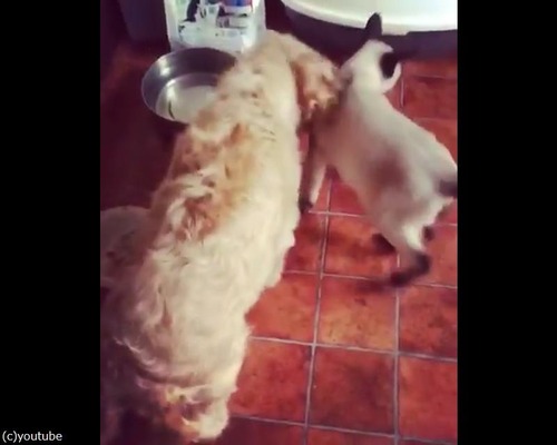 ゴミ箱にハマって出られなくなったドジっ子さん04