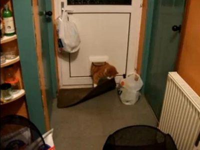 太りすぎの猫