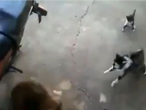 犬と子猫に母猫01