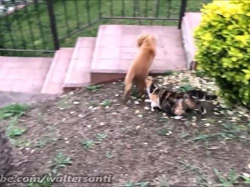 �������줵���ʤ�ǭvs���ꤿ����02