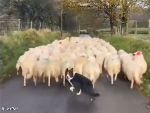 羊の群れを右折させない牧羊犬