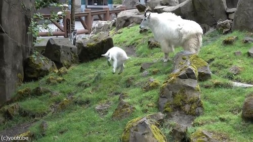 ���Ф�������򤹤�䥮�λҤɤ�04