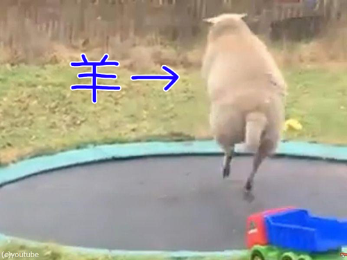 トランポリンで遊ぶ羊00