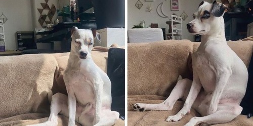 おしとやかに座る犬たち12