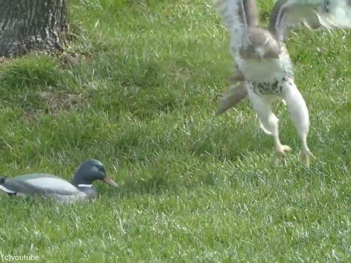 �ǥ�������08