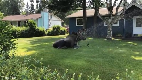 ���ץ�󥯥顼�ǿ���Ӥ���إ饸��02