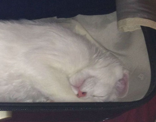 スーツケース猫02