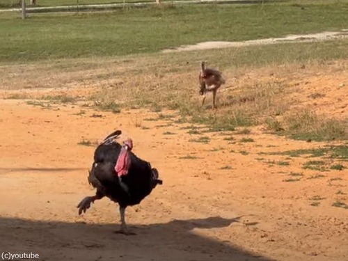 スイカを求めて走ってくる七面鳥が喜びを隠し切れない