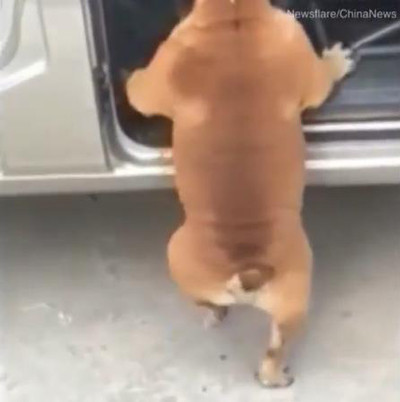 段差に「登れない…」なワンコ02