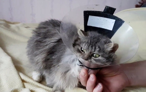 ロシアで凍り付いた猫07