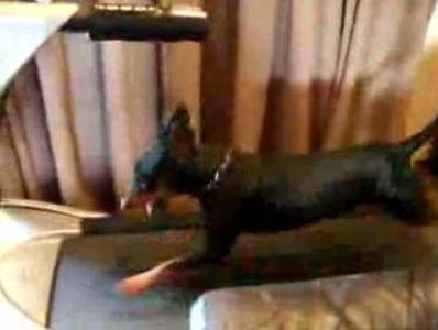 ルームランナーを疾走する犬