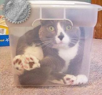 狭い所に入りたがる猫13