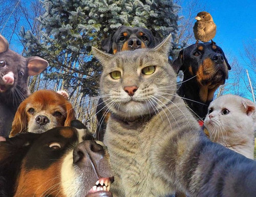 オポッサムのパロディ14