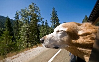 車の風と犬17