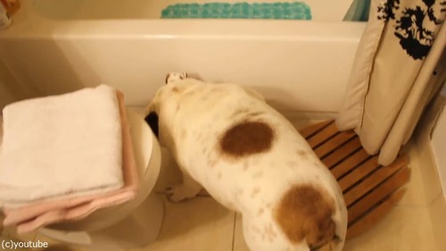 風呂嫌いの犬をおとなしく連れて行く方法04