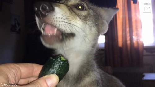 �ڥåȥ������ߤȤγڤ�����������02