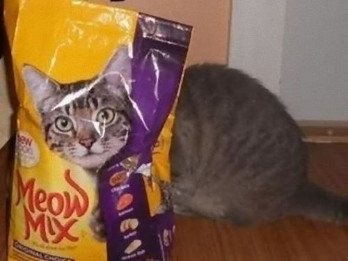 怪しげな隠れ方00